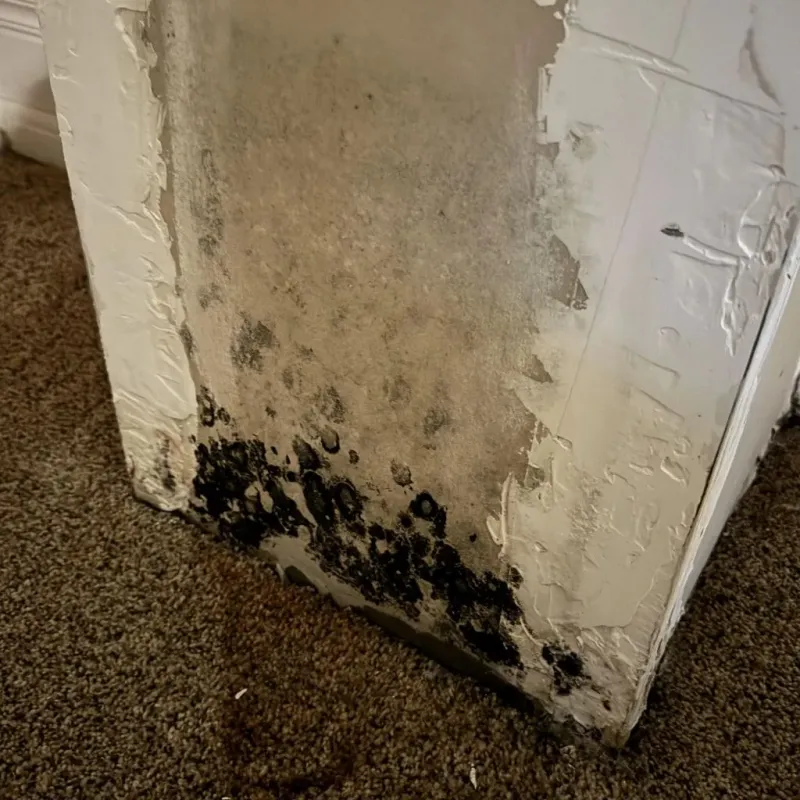Professional Mold Removal in Childress County, TX